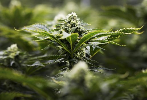 Børneafdeling behandler nu epilepsipatienter med cannabis