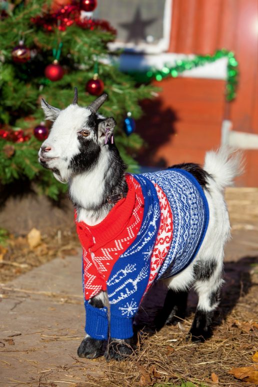 En sød lille juleged med en blå sweater (Foto: All Over)