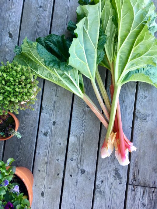 Rabarber, sommer, høst, forår, planter, grønt