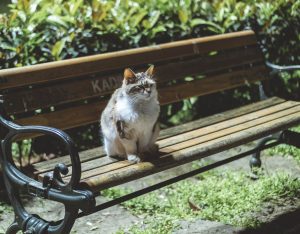 Kat, katte, dyr, kæledyr, sød, nuttet