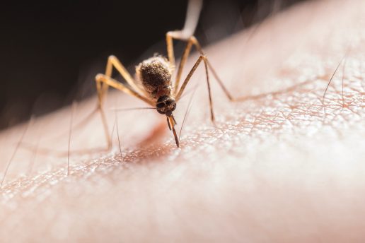 malaria, bite, bid, stik, sygdom