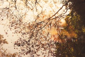 efterår brun blade træ (Foto: Unsplash)