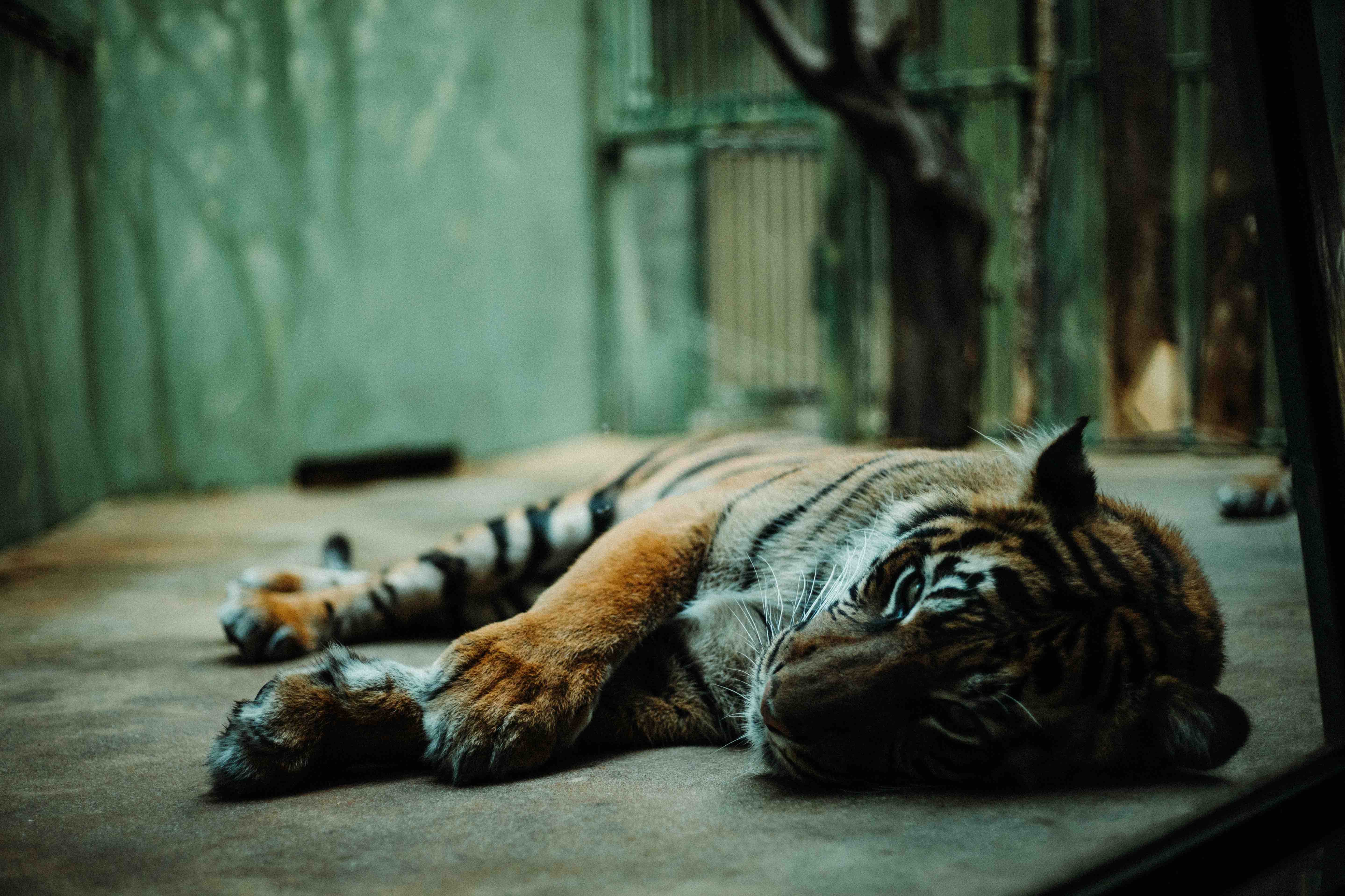 tiger, zoo