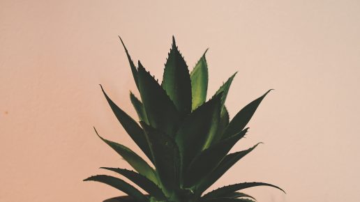 aloe vera, plante, sundhed, krop