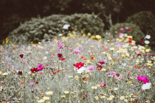Flowers, blomster. Foto: Unsplash)