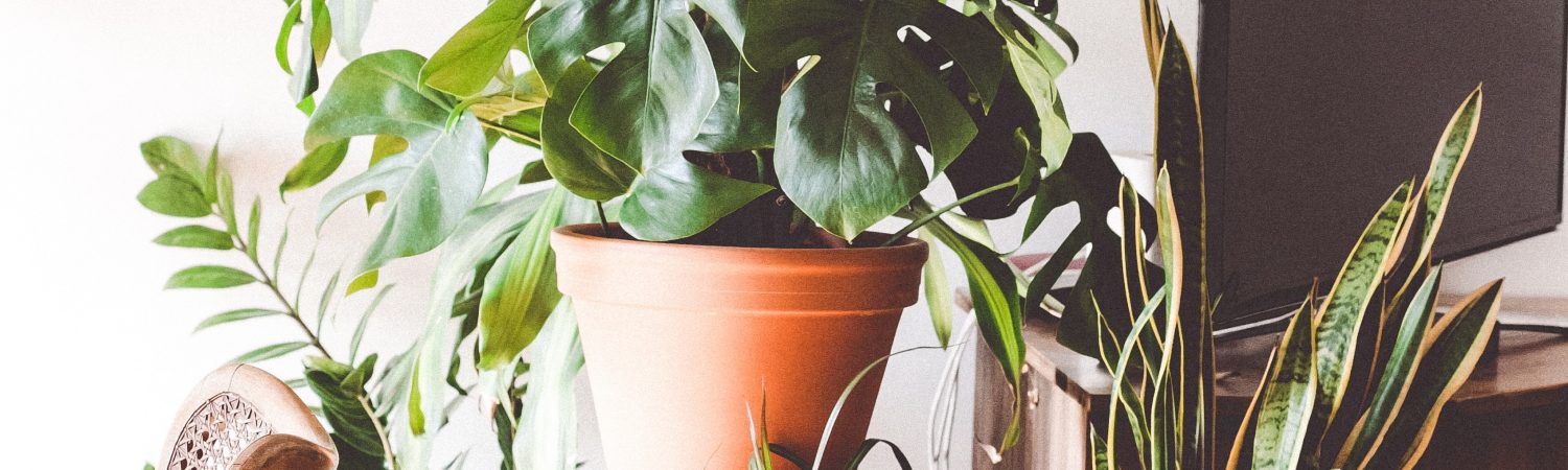Planter, grønt. stue. (Foto: Unsplash)