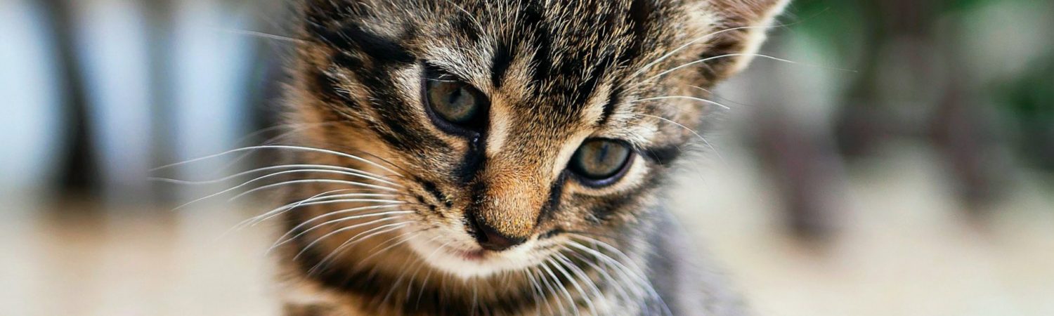 kat, killing, kæledyr