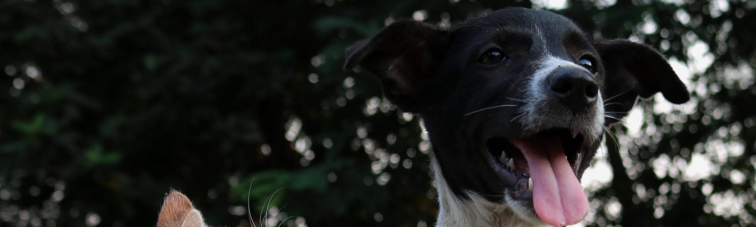 hund kat kæledyr (Foto: Unsplash)