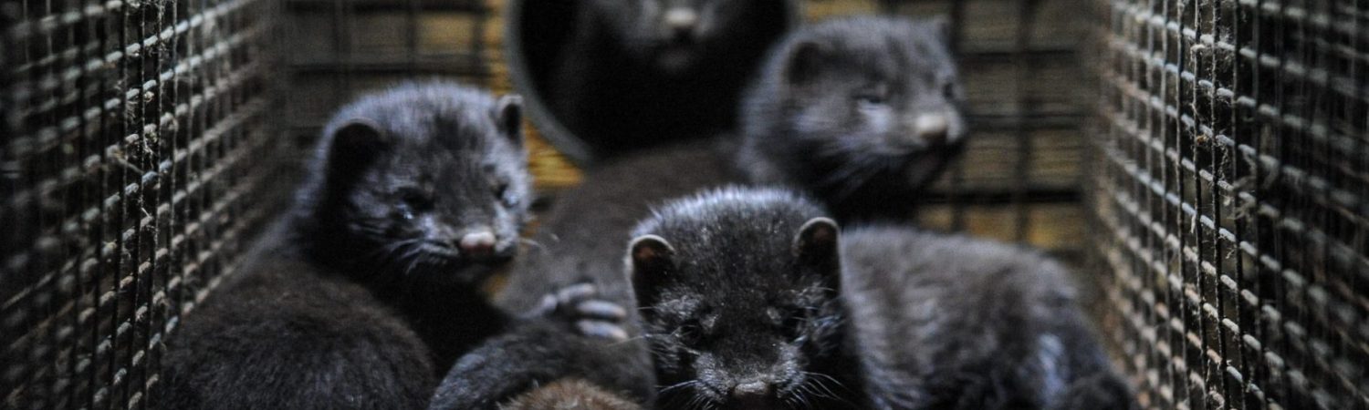 mink (Foto: Unsplash)