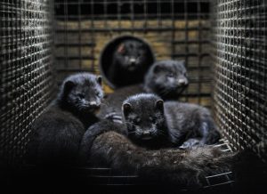 mink (Foto: Unsplash)