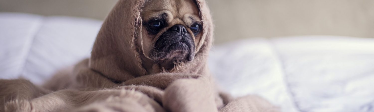 hund, hygge, trist (Foto: Unsplash)