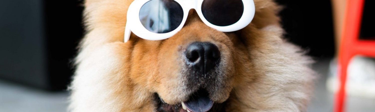 hund dyr solbriller sjov (Foto: Unsplash)