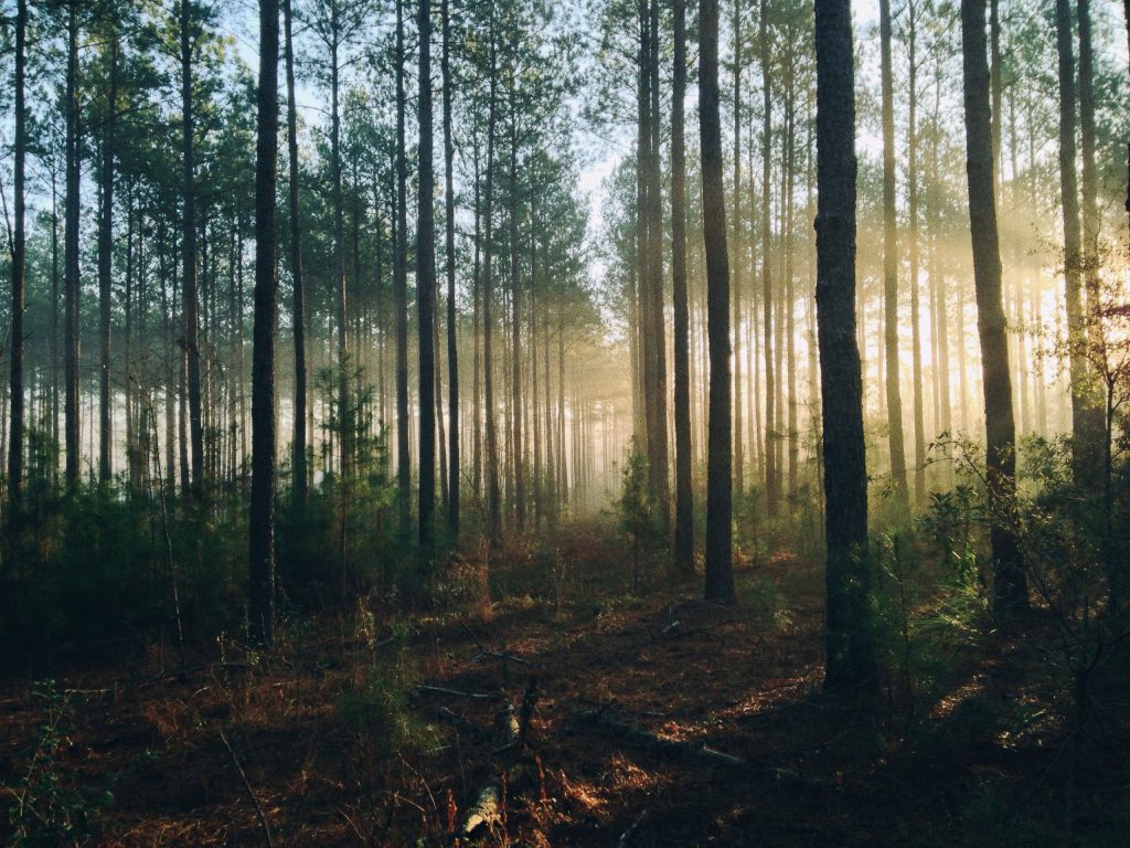 skov træ træer natur (Foto: Unsplash)