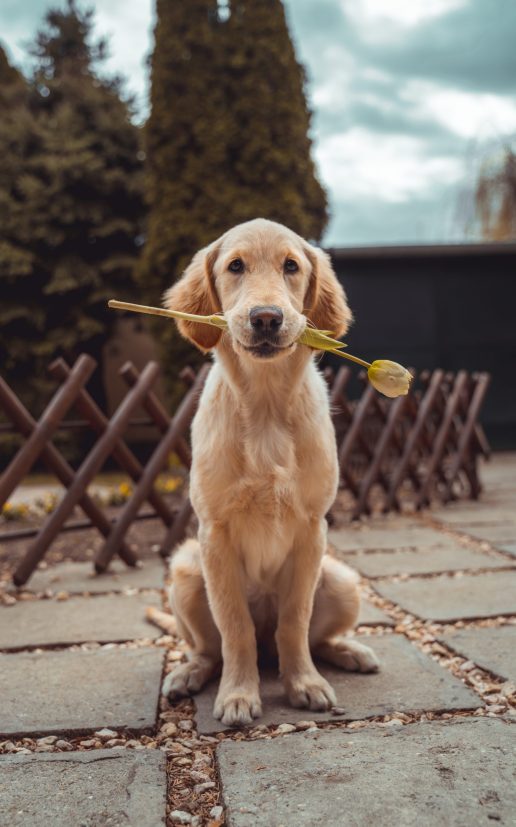 hund kæledyr (Foto: Unsplash)