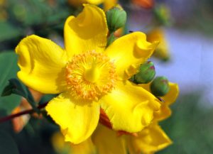 perikon blomst urt