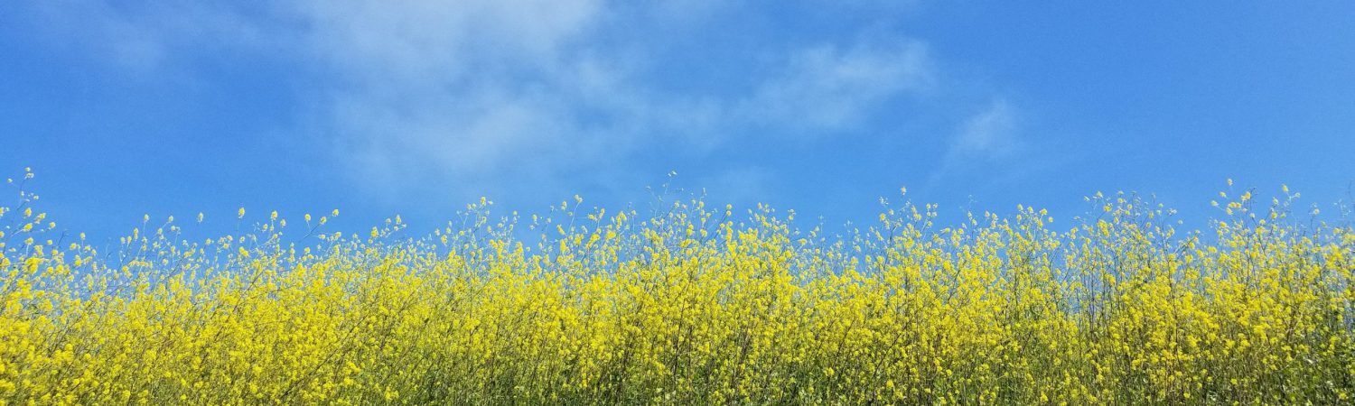 sennepsmark himmel sky natur danmark (Foto: Unsplash)