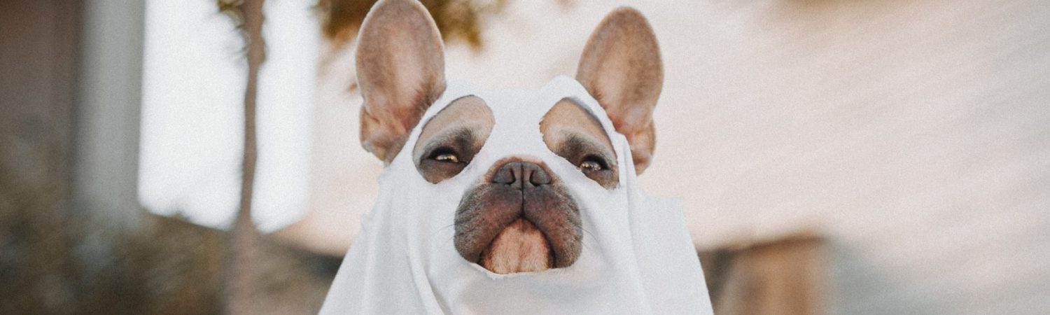 hund spøgelse halloween