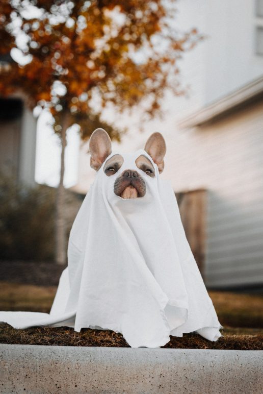 hund spøgelse halloween