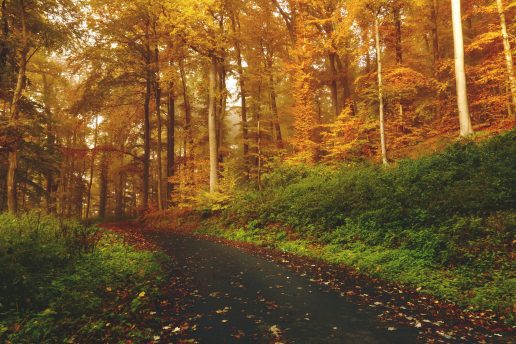 natur skov