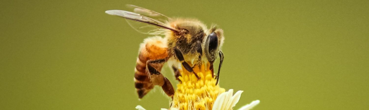 bi blomst