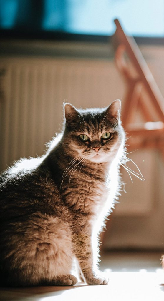hund kat kæledyr