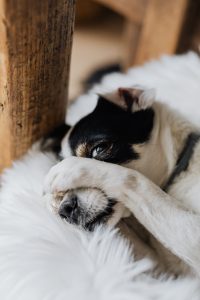 hund