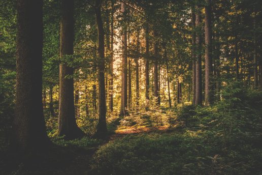 skov natur