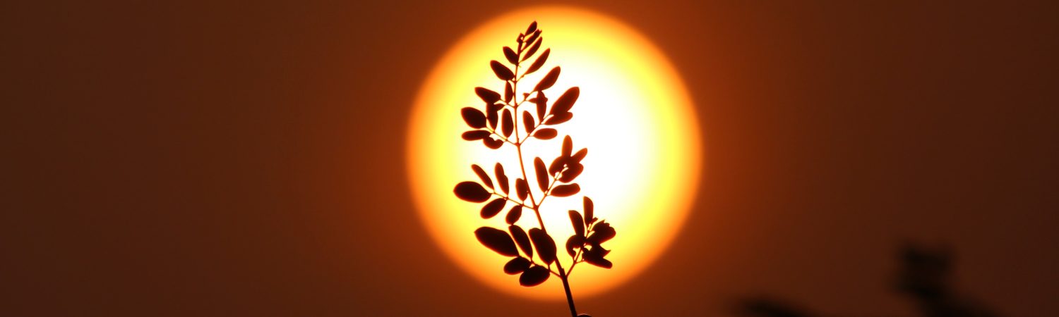 sol solnedgang blad natur klima