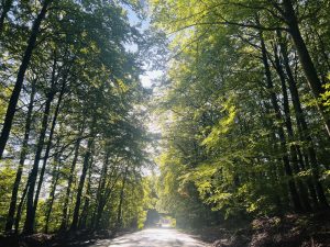 skov natur træ