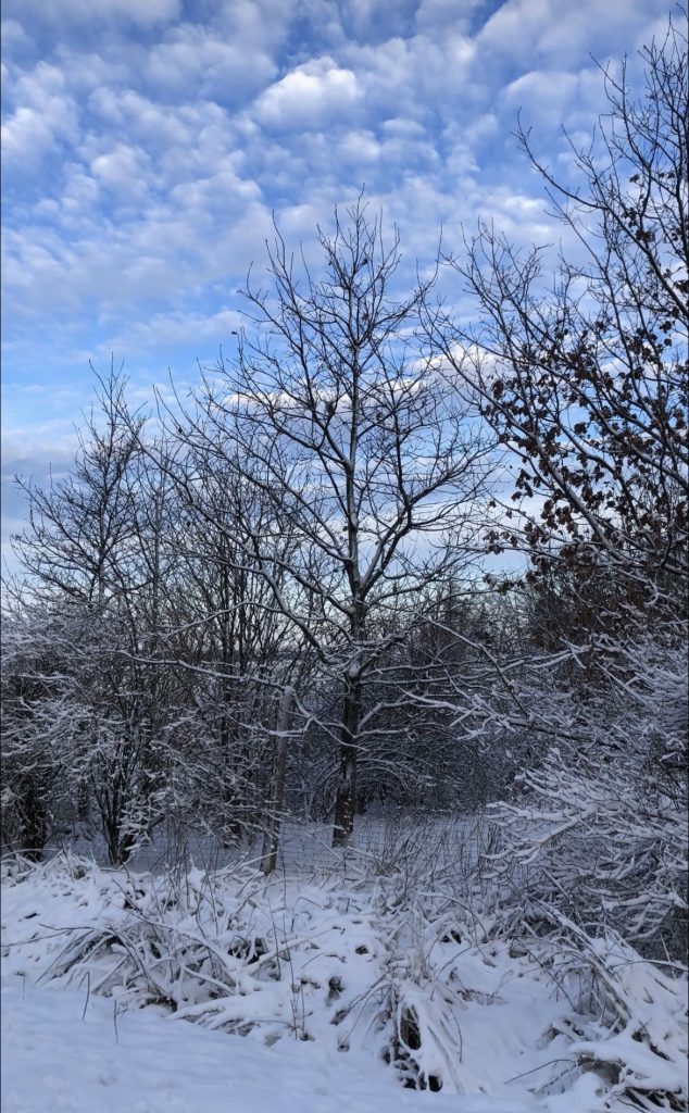 vinter sne