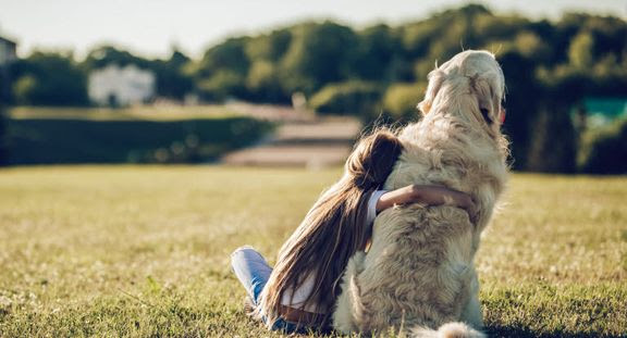 hund kæledyr
