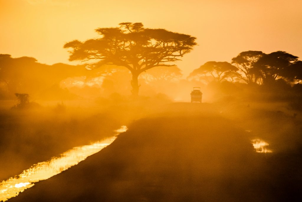 afrika savanne natur træ