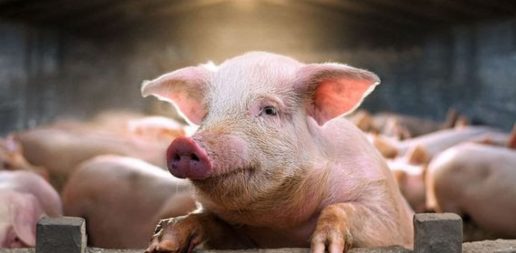 grise world animal protection dyrevelfærd gris