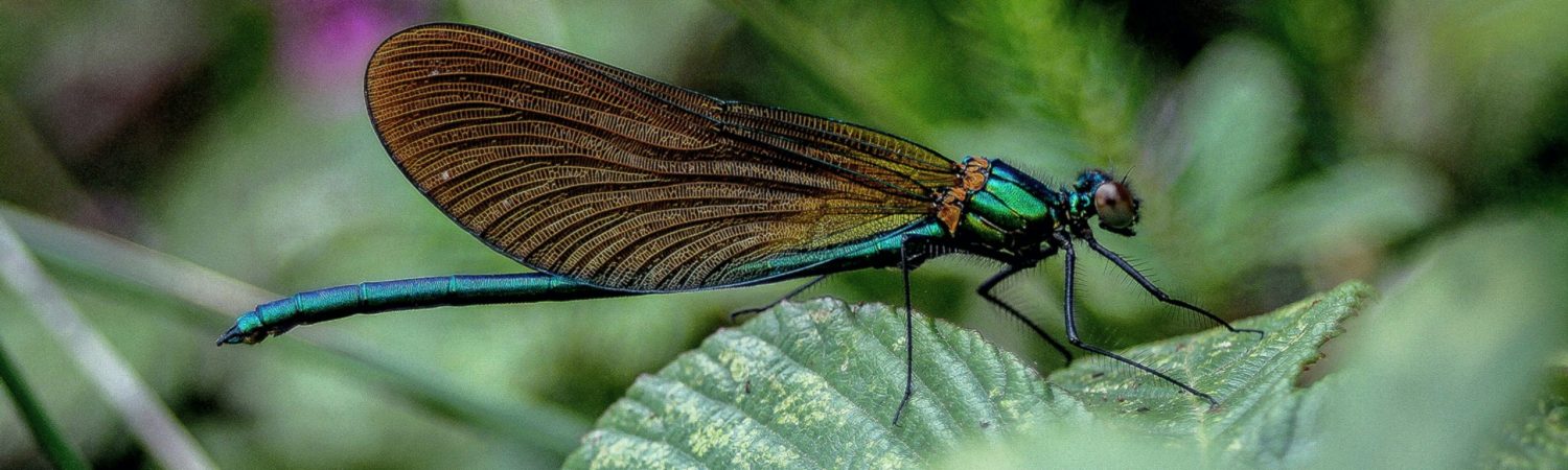 natur biodiversitet klima