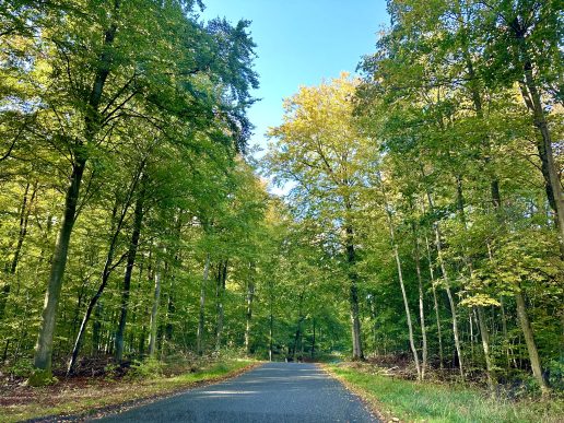 skov vej natur jyderup