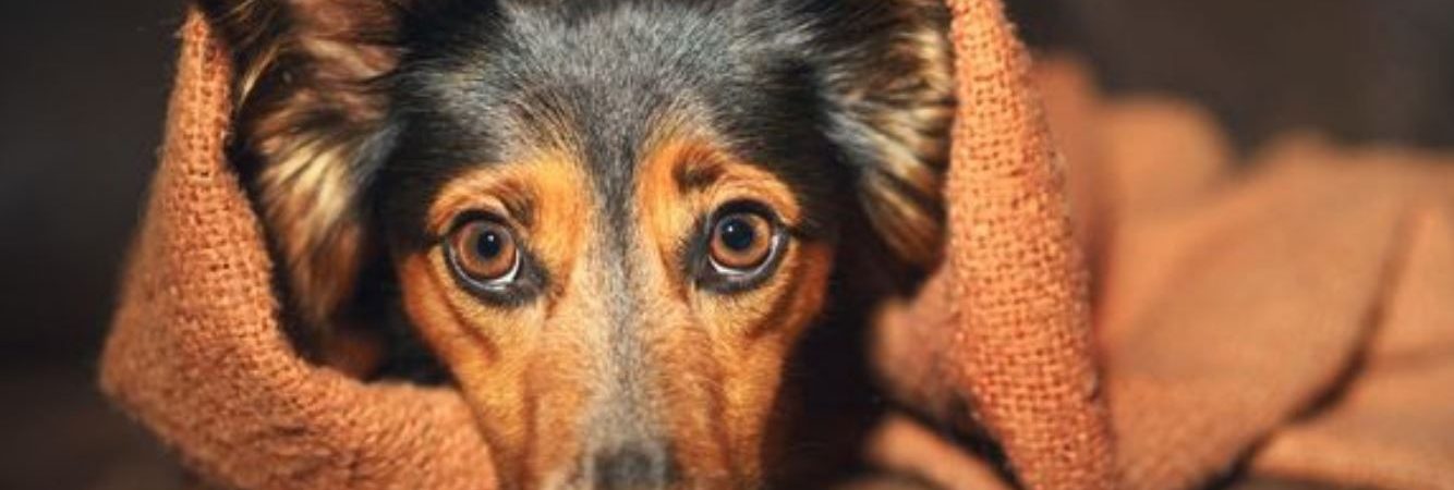 hund kæledyr agria