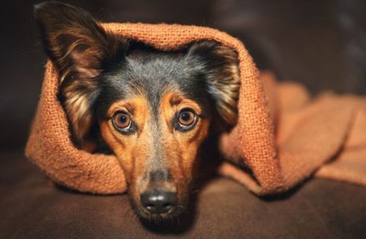 hund kæledyr agria