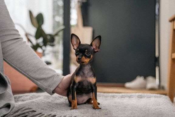 hund agria