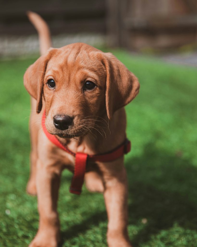 hund labrador kæledyr