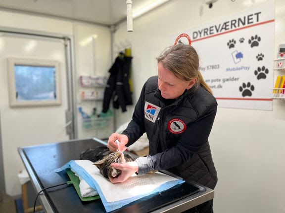 dyreværnet kat katte dyrlæge