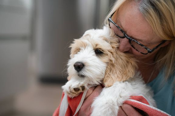 agria hund ejer kæledyr