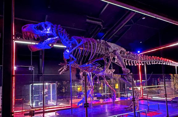 t. rex knuthenborg evolutionsmuseet dinosaur