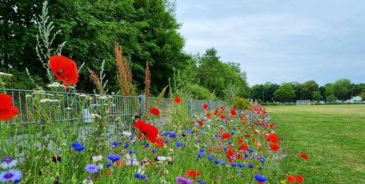 idrætsanlæg valmuer blomster