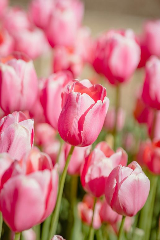 tulipan tulipaner