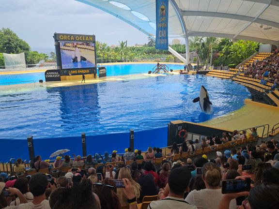 delfin delfinshow
