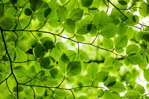 blade grøn forår bøg bøgeblade natur