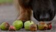agria hund