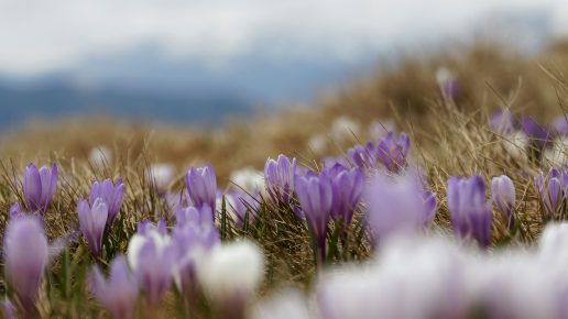 krokus